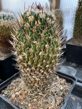 Stenocactus phyllacanthus